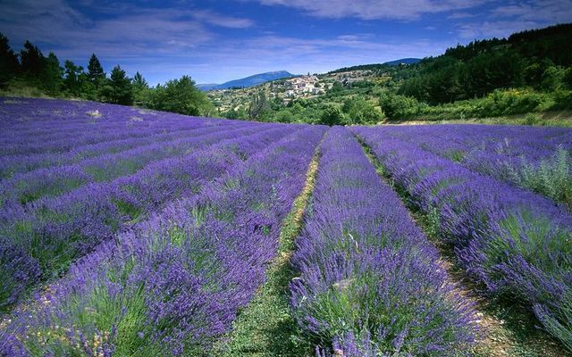 Lavanda autoguiada motocicleta viaje provenza francia