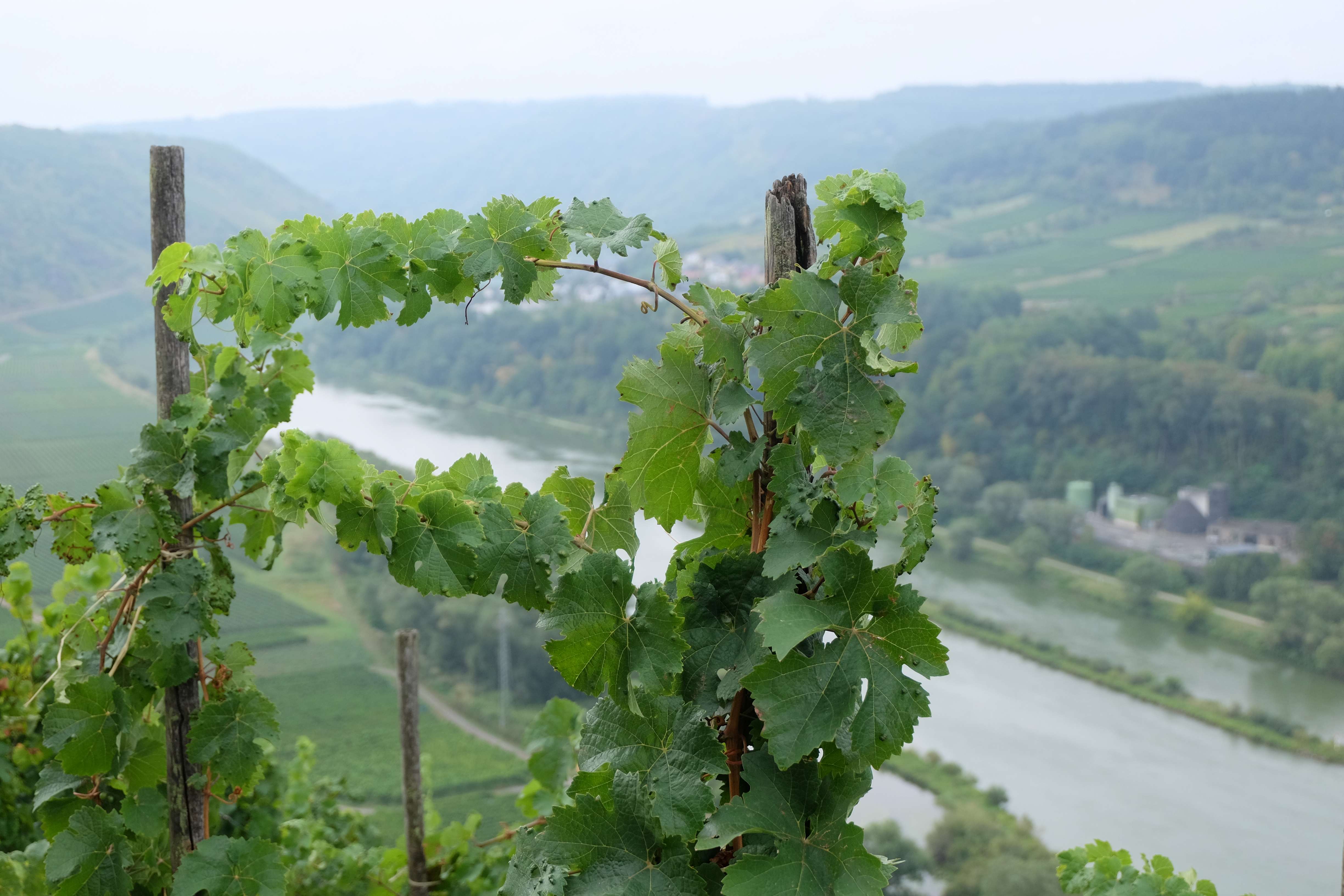 Day 4 - Neustadt ADW - Vallée de la Moselle
